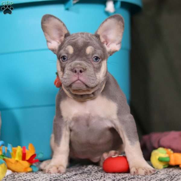 Pippa, French Bulldog Puppy